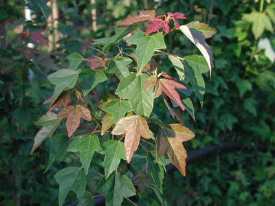 ACER BUERGERIANUM